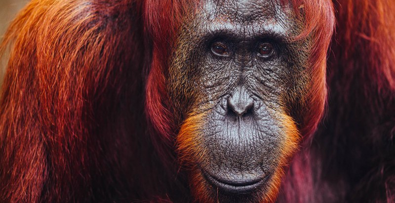 Молодой орангутанг