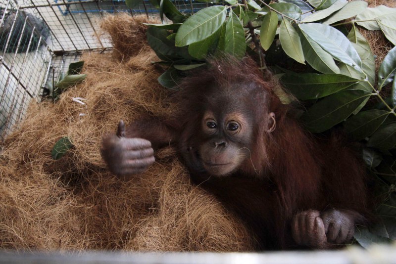 Задумчивая горилла