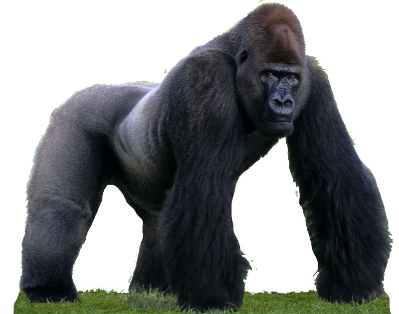 Рыжий орангутан