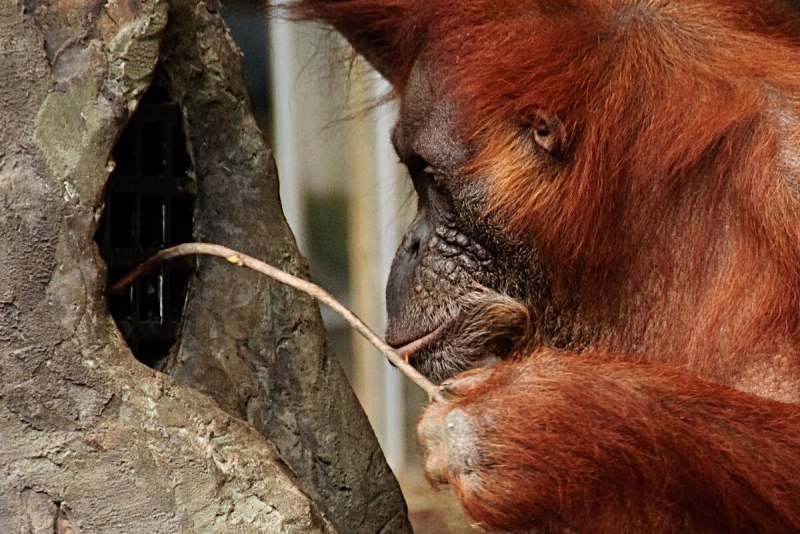 Сумаранский оргуниант