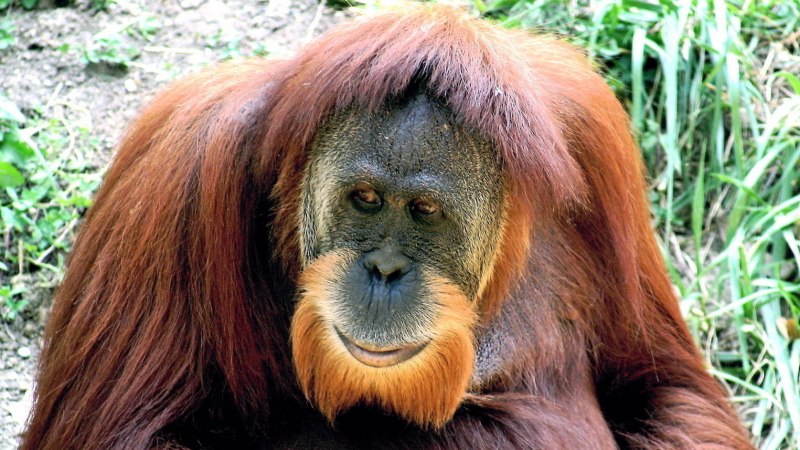 Лохматая обезьяна