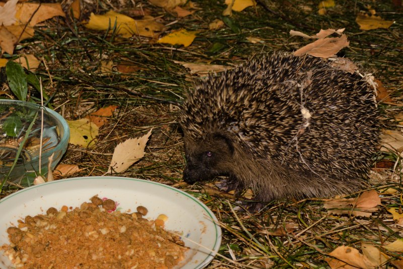 Еж в квартире