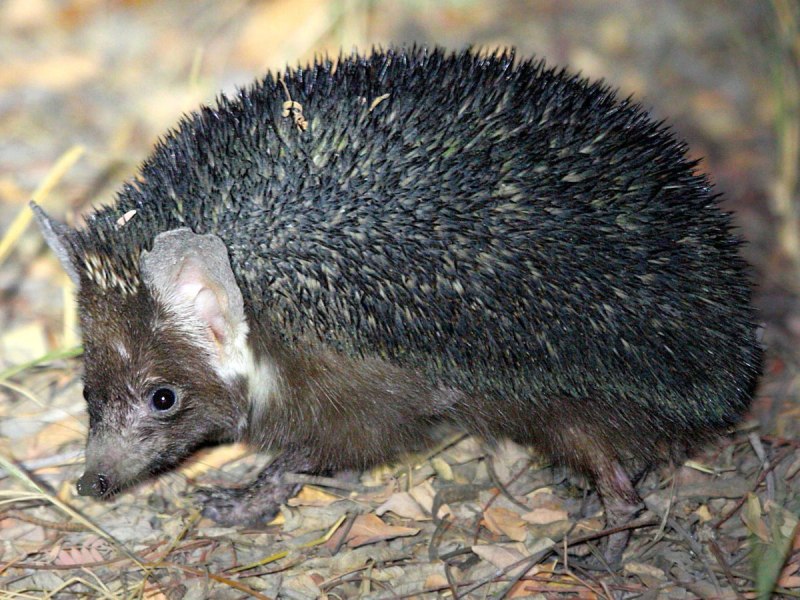 Ошейниковый ёж