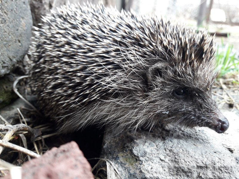 Лысый еж