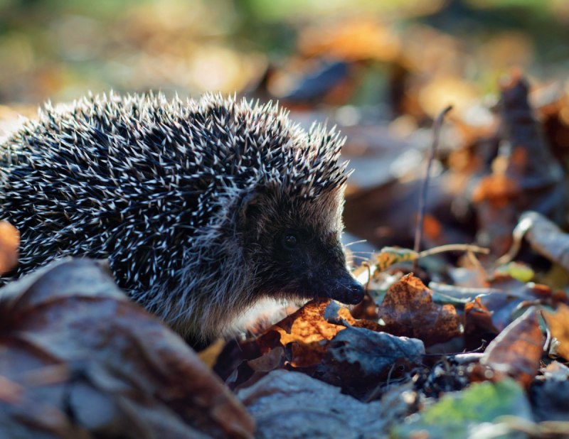 Отряд Насекомоядные еж обыкновенный