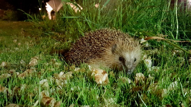 Ежи в Павловском парке
