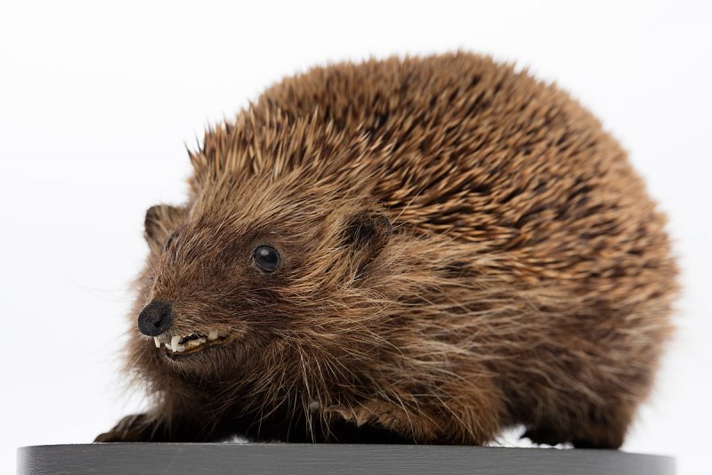 Еж фото без фона