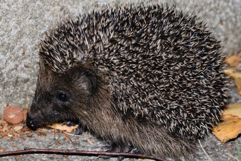 Медведь еж барсук