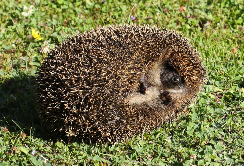 Еж обыкновенный 4к