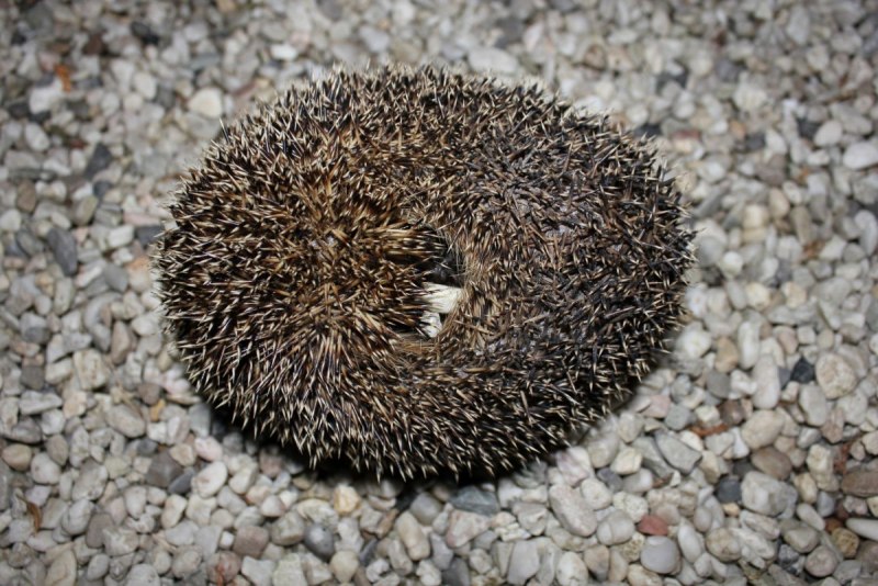 «Колючий ёж» (Корсунская б.д. с.45)