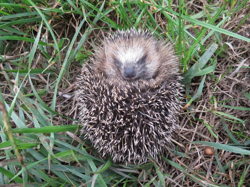 Erinaceus europaeus (Western European Hedgehog)
