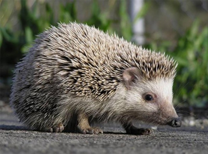 Обыкновенный ёж