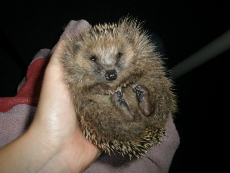 Ужасный Ежик