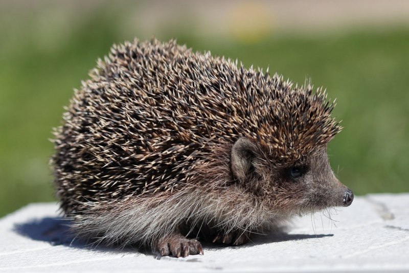 Обыкновенный ёж