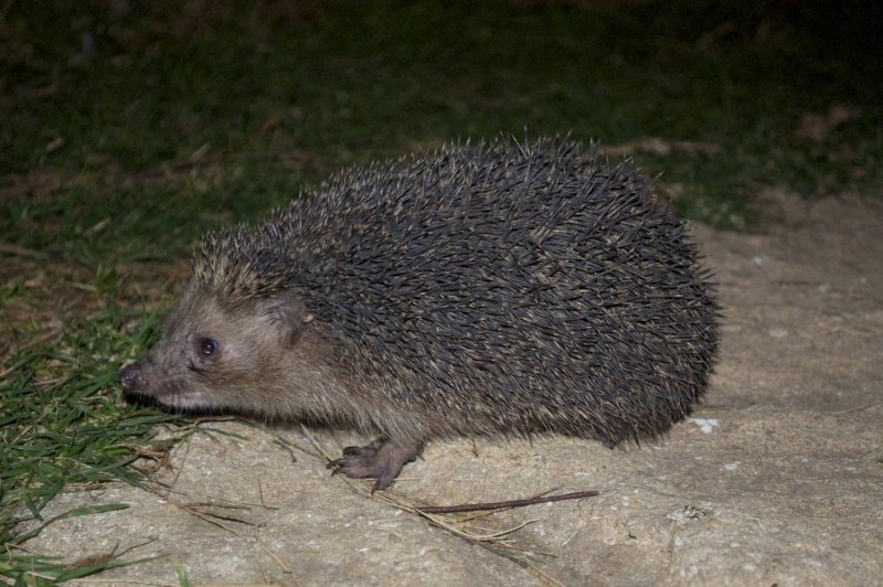 Обыкновенный (Среднерусский) ёж