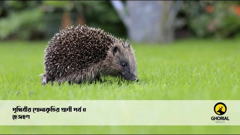 Еж стопоходящий