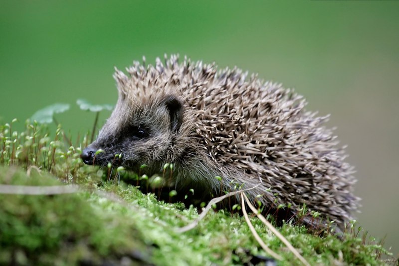 Большие Лесные Ежи