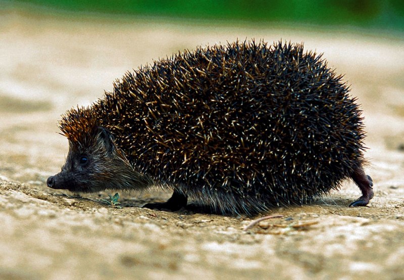 Длинноиглый ёж