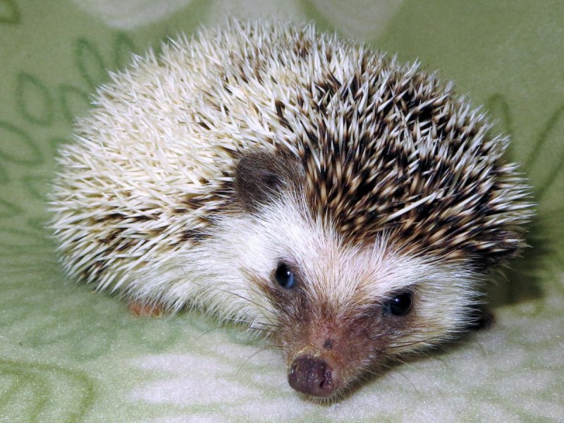 Амурский еж Ханкайский заповедник