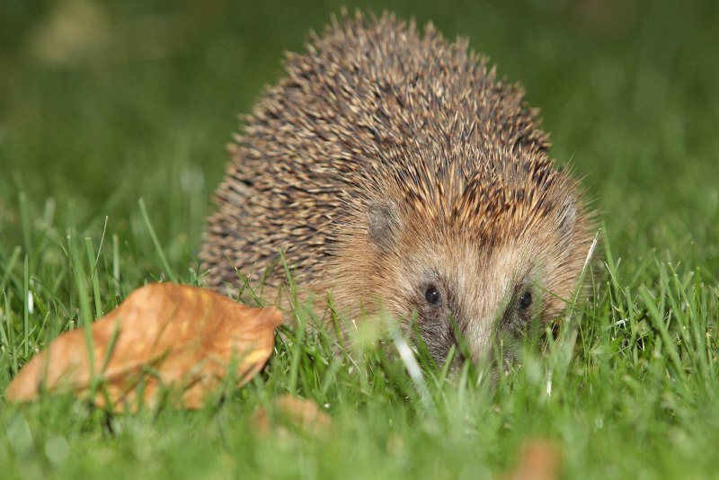 Еж по немецки