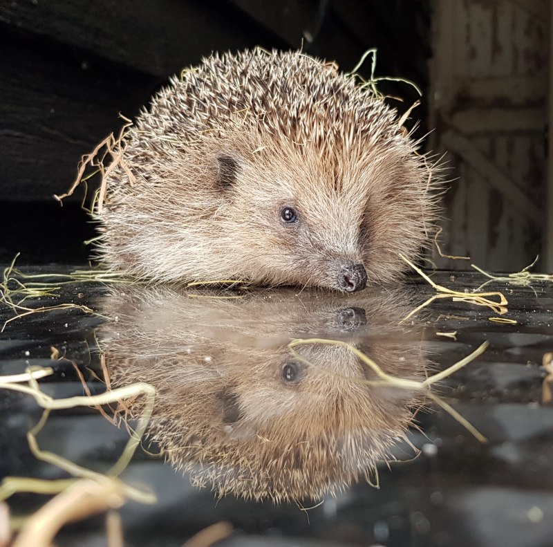 Дикобраз и Ежик