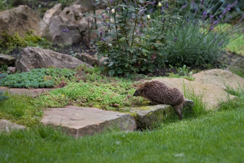 Крокет ежами