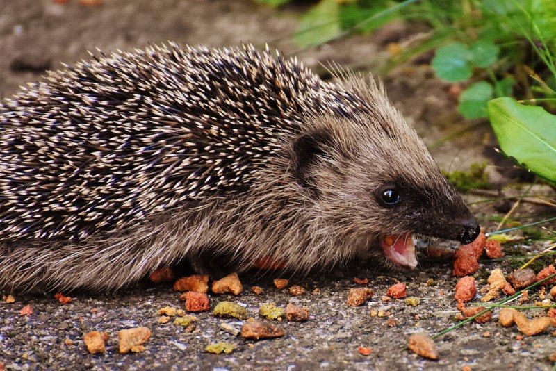 Отряд Насекомоядные еж обыкновенный