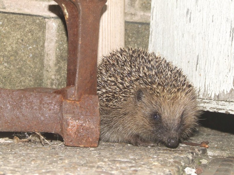 Старая ежиха