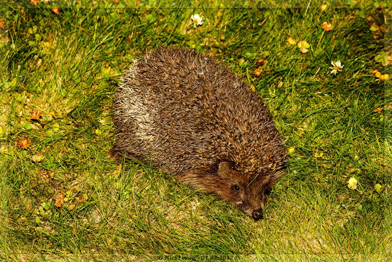 Хайнаньский еж (neohylomys hainanensis)