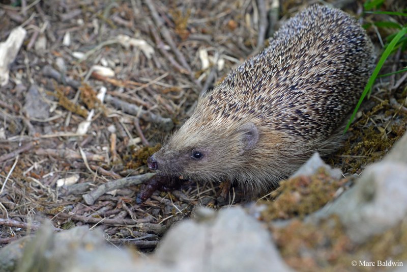 Хайнаньский ёж