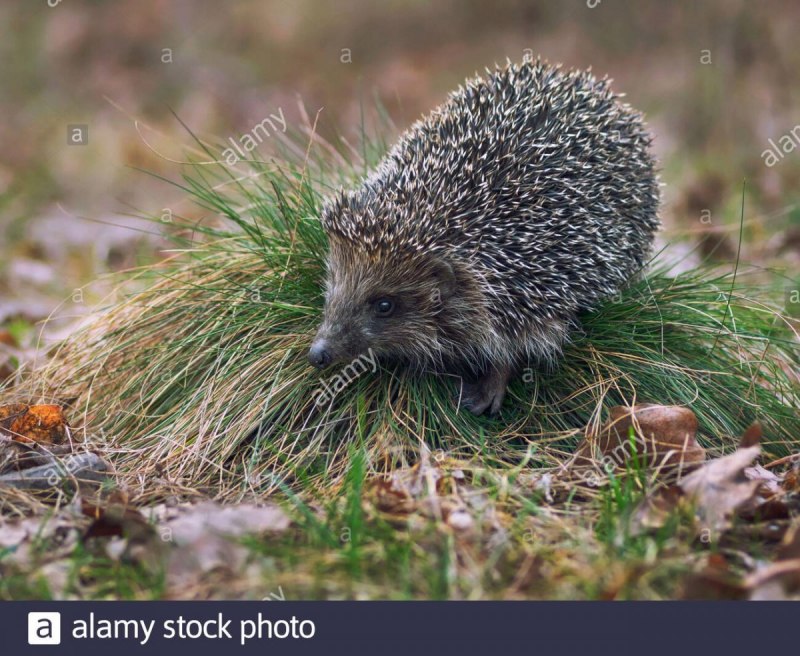 Обыкновенный ёж