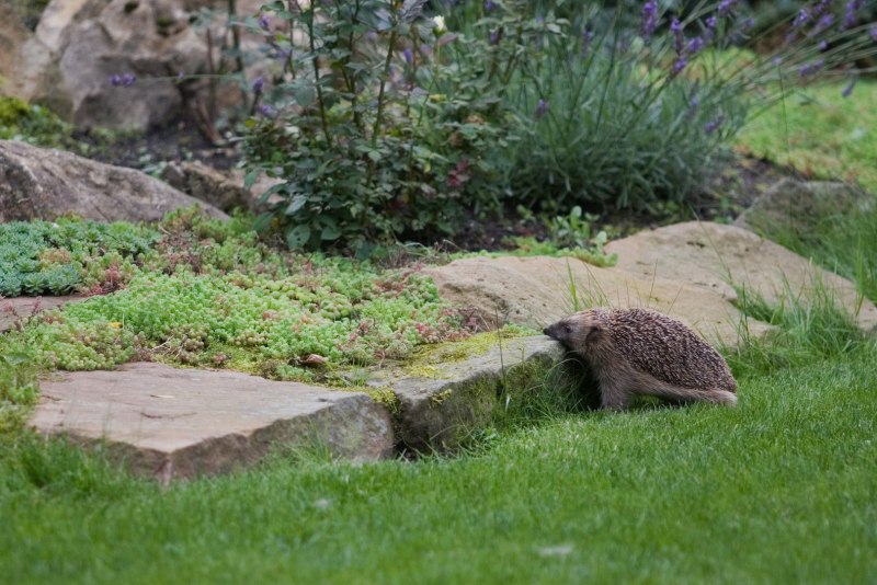 Еж Краснодар