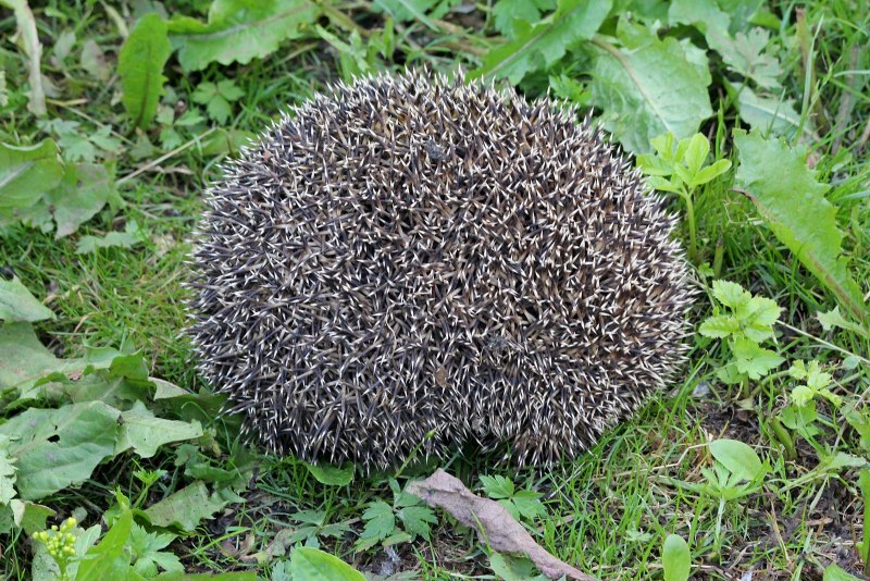 Керженский заповедник еж обыкновенный