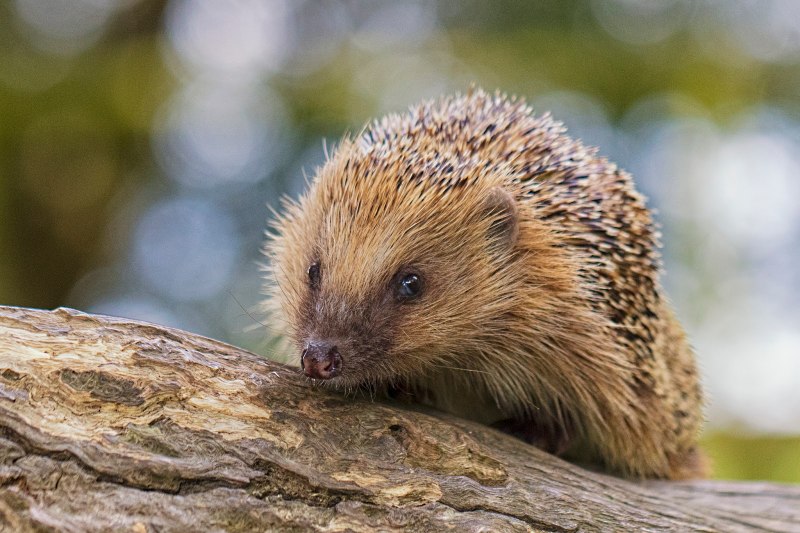 Швеция и ёж