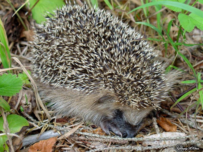 Белогрудый еж