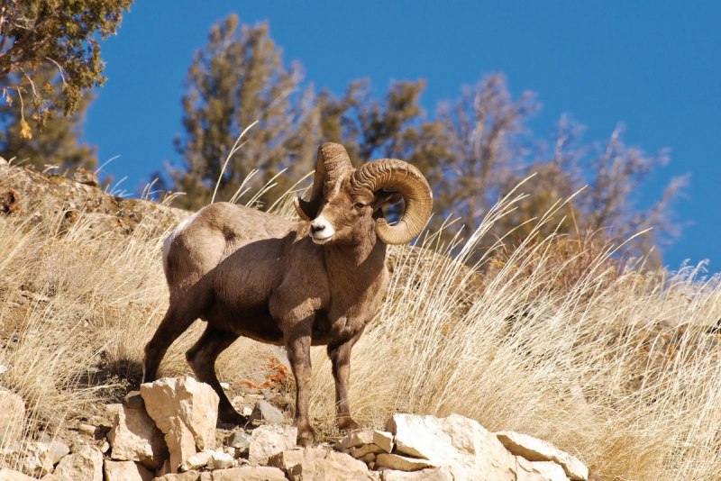 Снежный баран толсторог