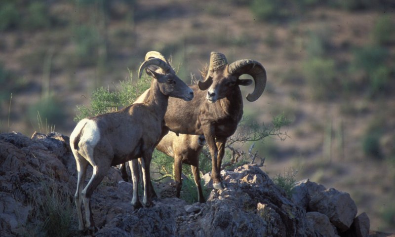 Bighorn Sheep