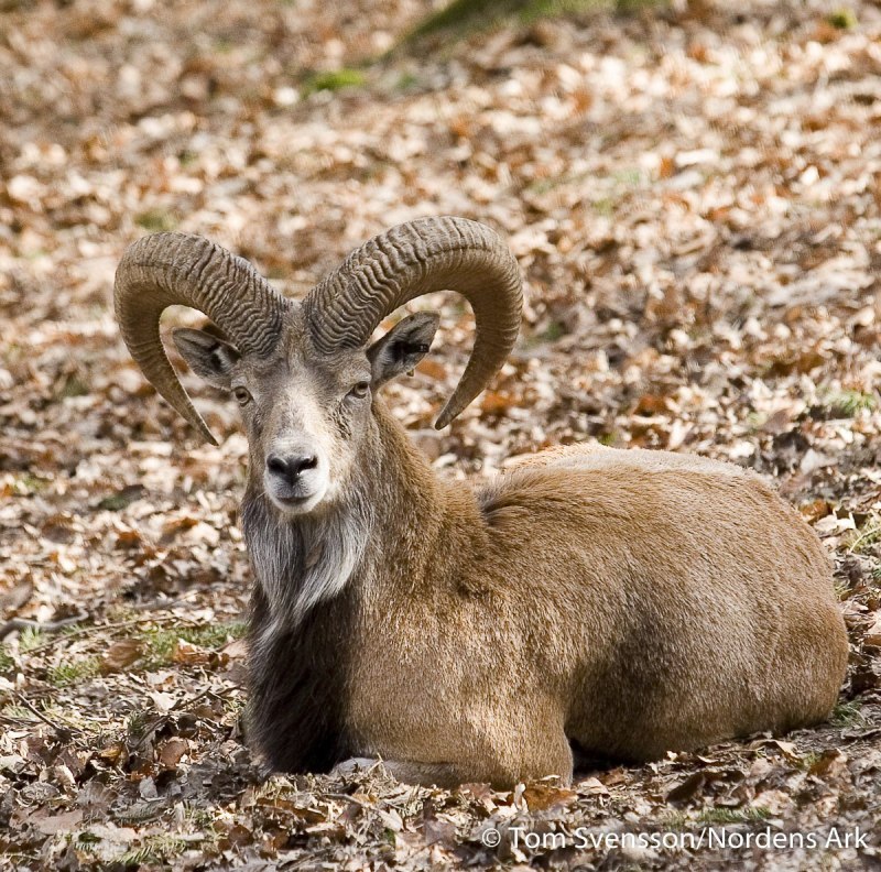 Алтайский баран аргали, Архар