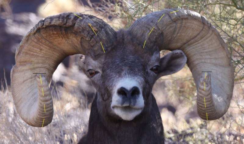 Горный баран Додж
