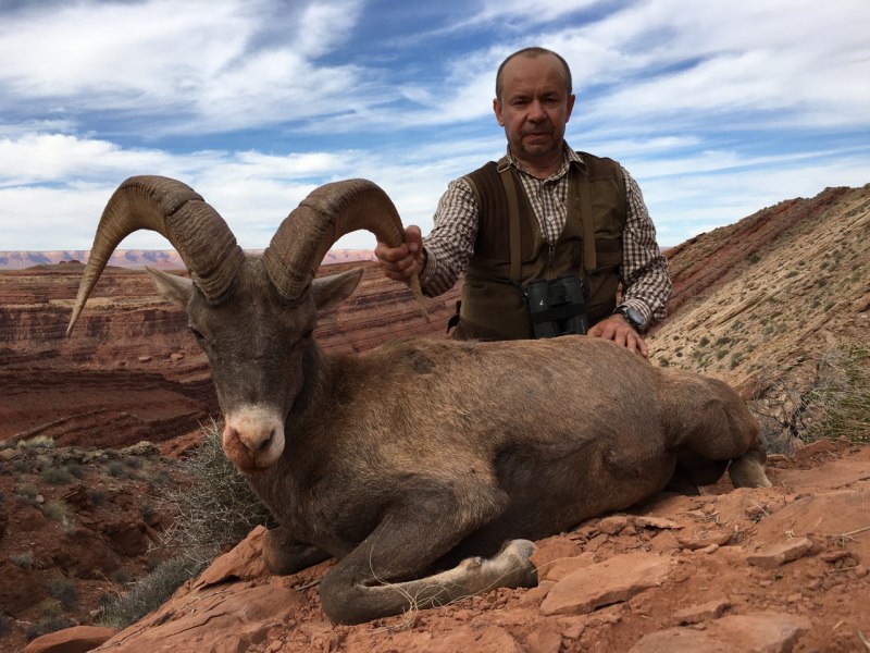 Пустынный толсторог 1 убить