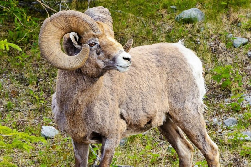 Снежный баран толсторог