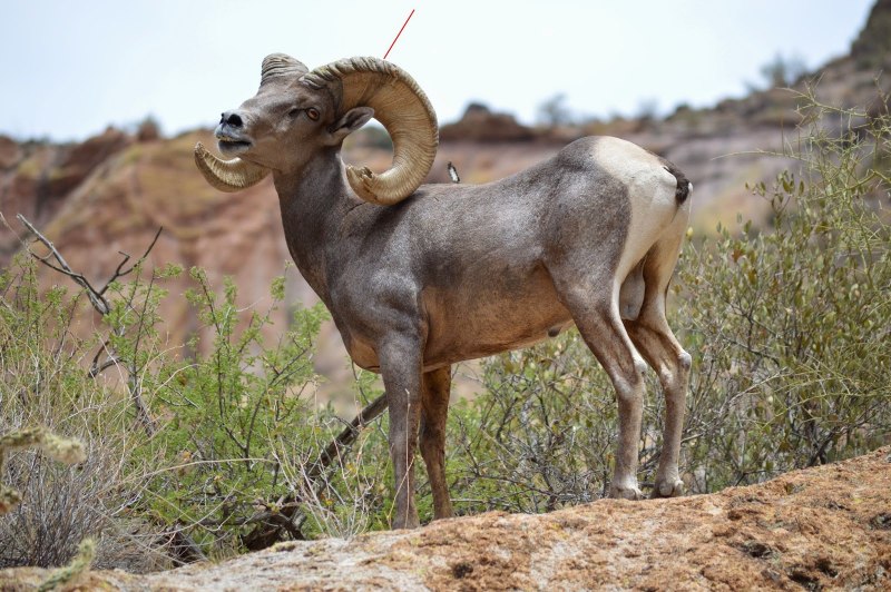 Баран толсторог Канада