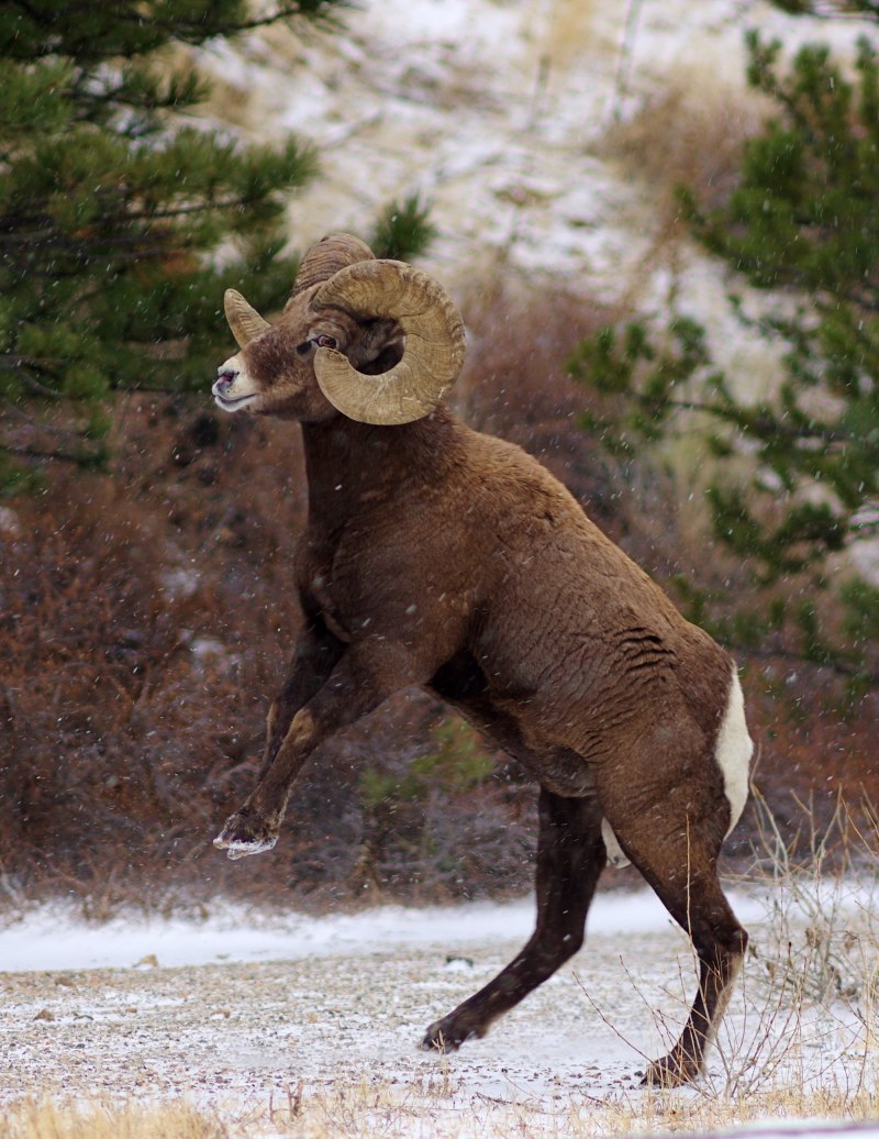 Чубуку горный баран