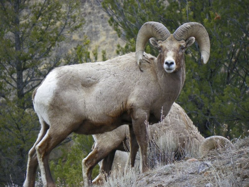 Чубуку горный баран