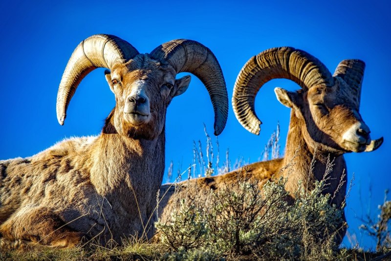 Толсторог США