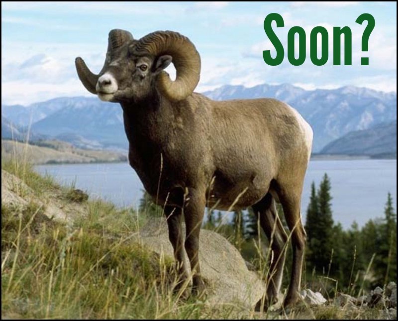 Путоранский снежный баран