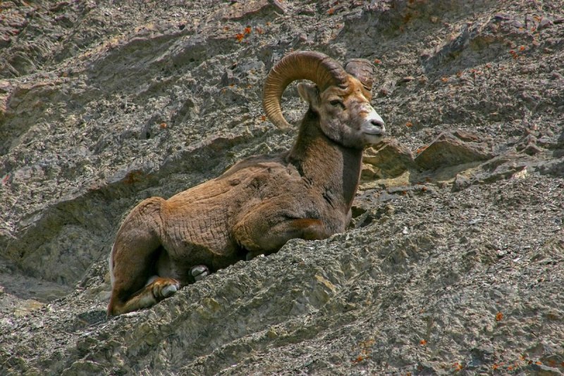 Desert Bighorn Sheep