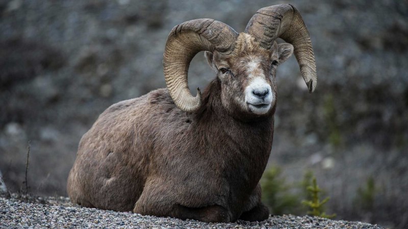 Архар аргали