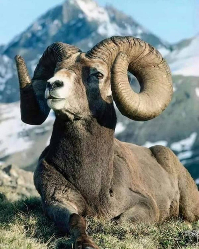 Архар аргали