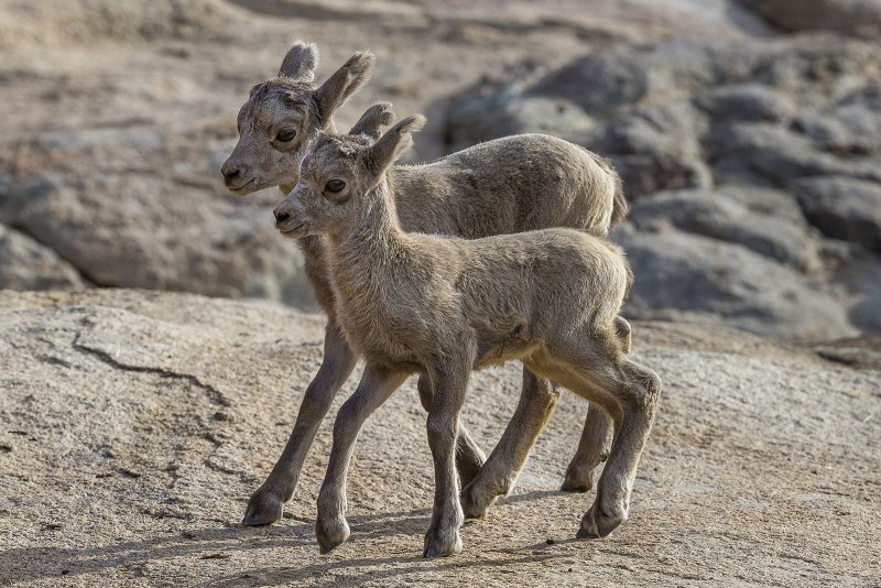 Йеллоустоун толсторог